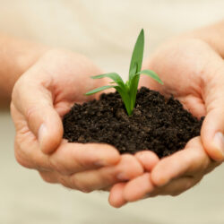 New Growth. Close-up of male hands holding green plant